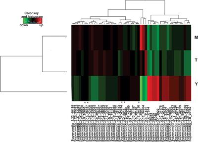 Cell Wall Synthesis, Development of Hyphae and Metabolic Pathways Are Processes Potentially Regulated by MicroRNAs Produced Between the Morphological Stages of Paracoccidioides brasiliensis